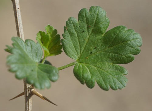 feuille