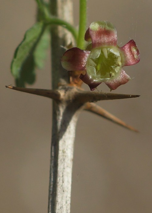 fleur