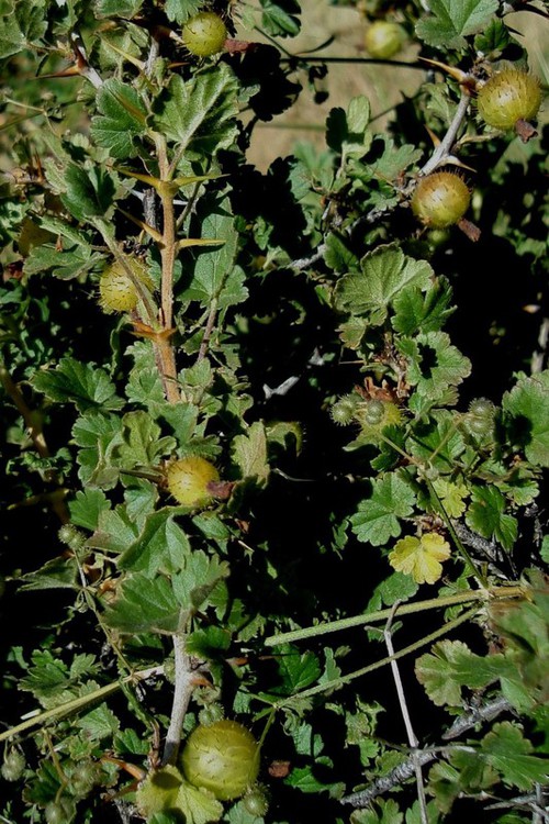 fruit