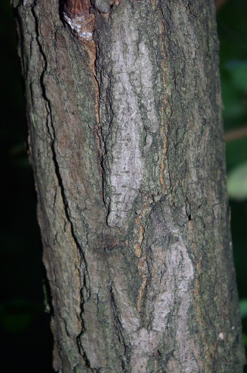 Écorce adulte