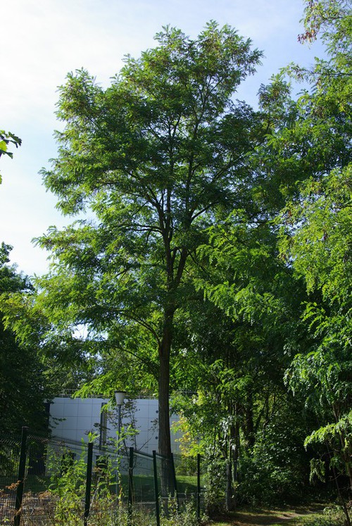 Robinia pseudoacacia