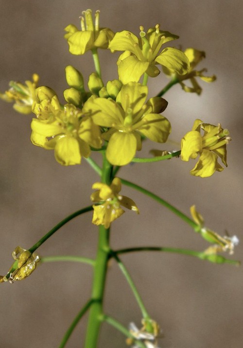 détail fleur