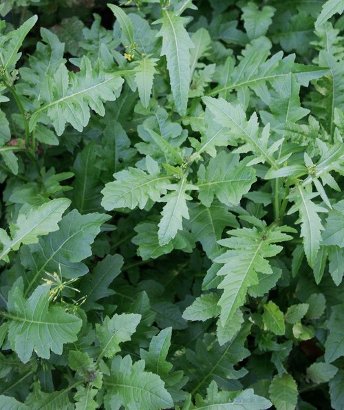 feuille