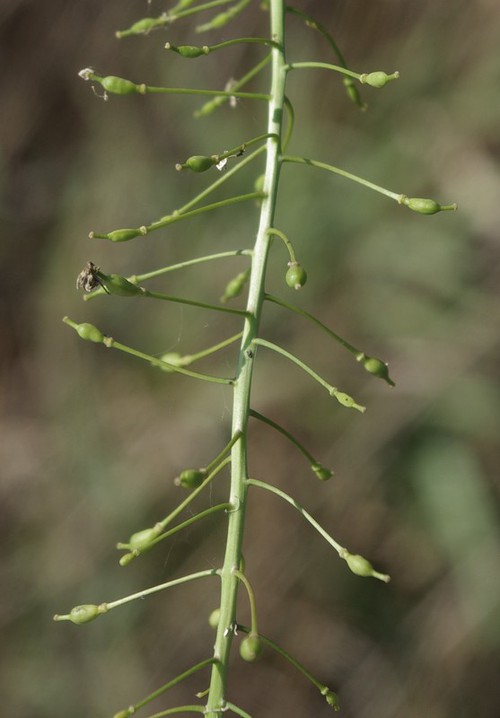 fruit