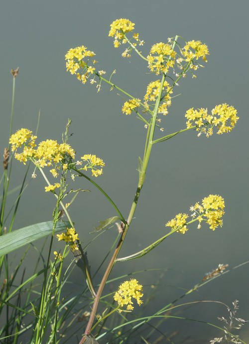 inflorescence