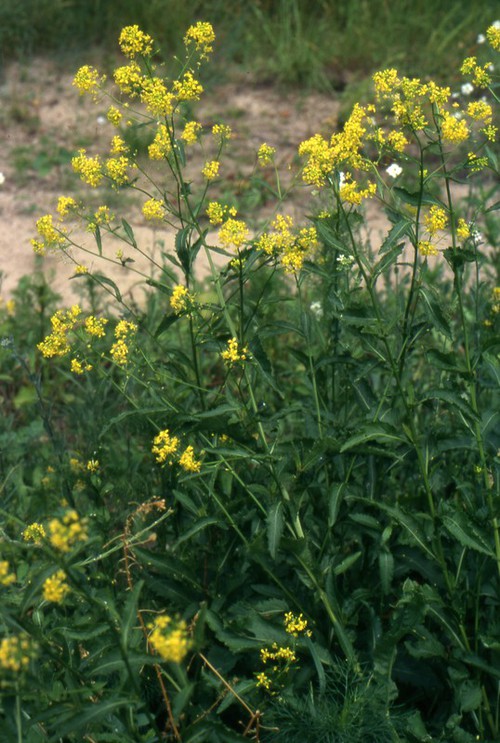 Plante entière