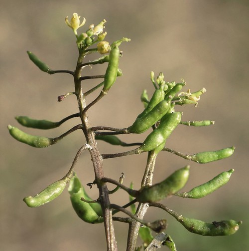 détail fruit