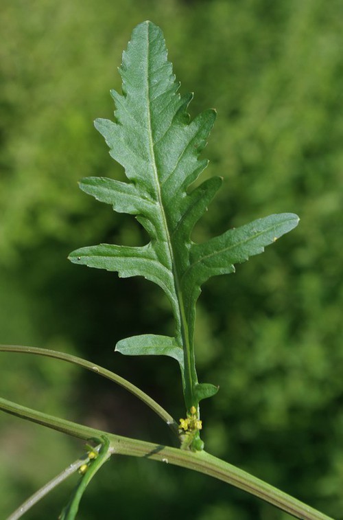 feuille