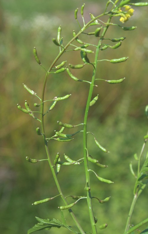 fruit