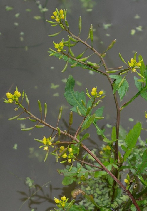 inflorescence