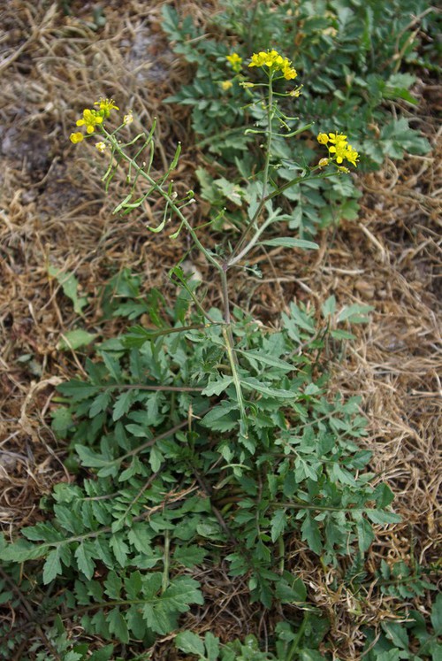 Rorippa sylvestris