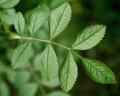 feuille