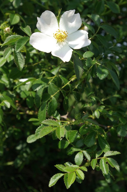 fleur