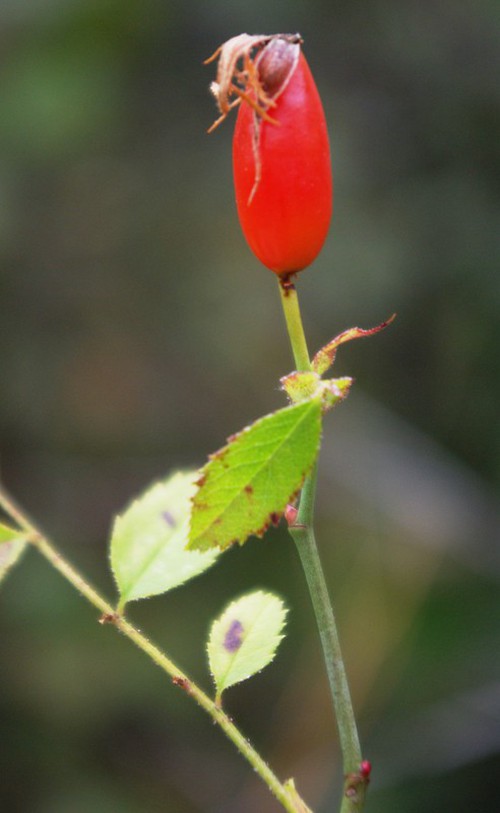 fruit