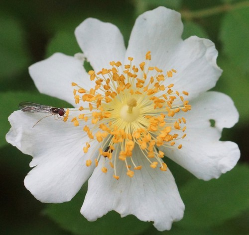 détail fleur