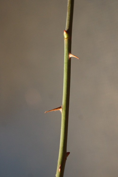 épines et bourgeons