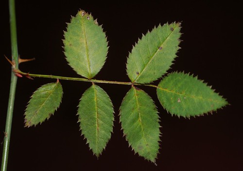 feuille