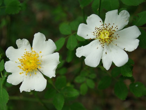 fleur