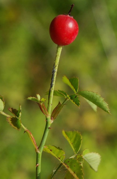 fruit
