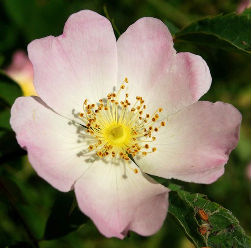 détail fleur