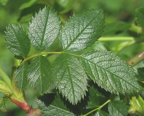 feuille