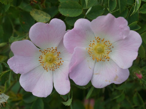 fleur
