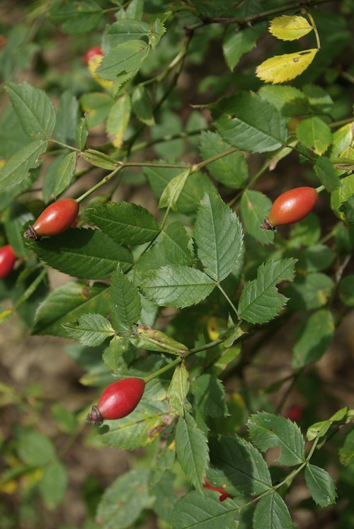 fruit