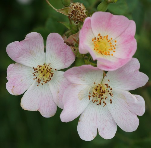 détail fleur