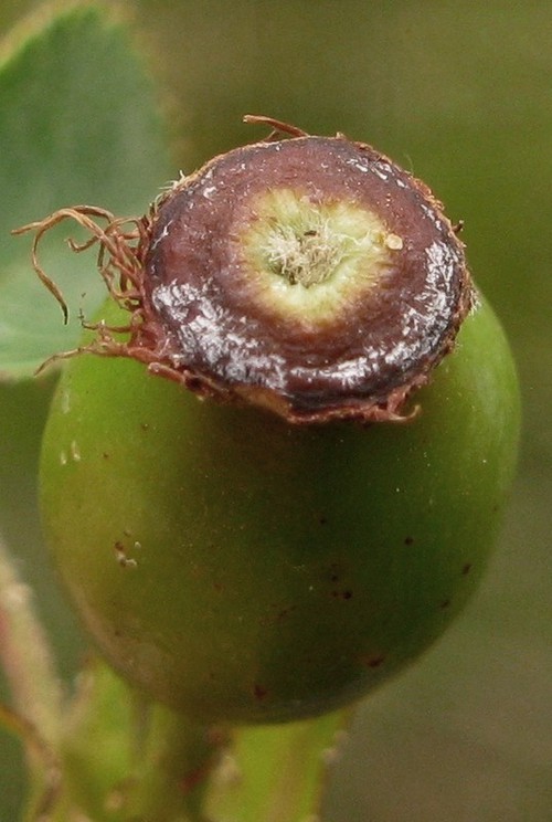 détail fruit