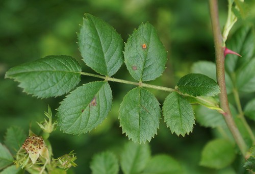 feuille
