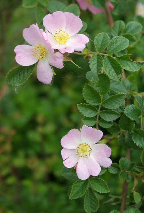 fleur