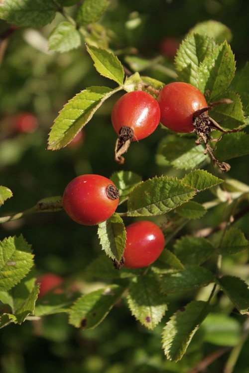 fruit