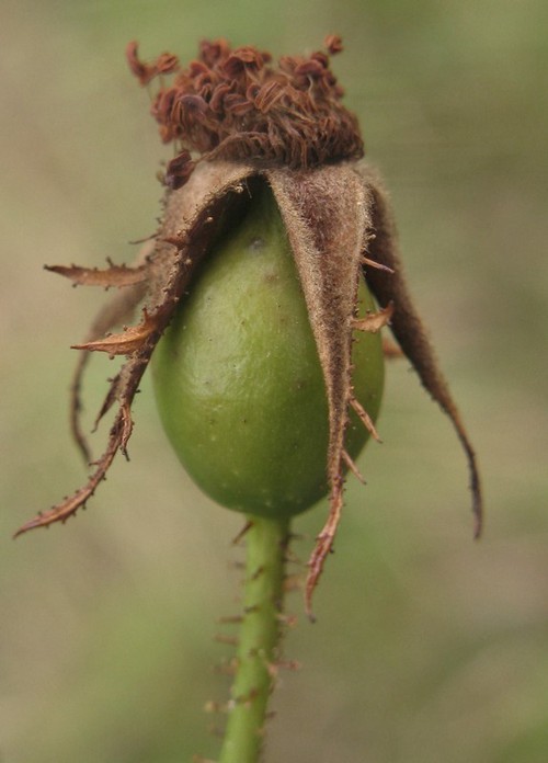 sépales