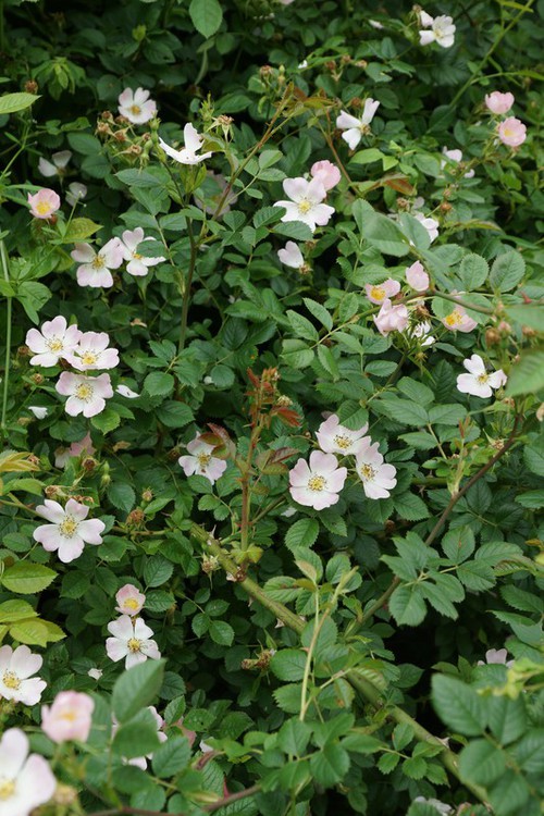 Plante entière