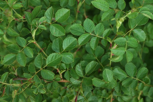 feuille
