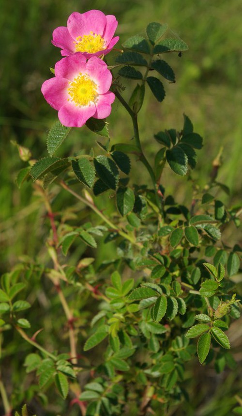 fleur
