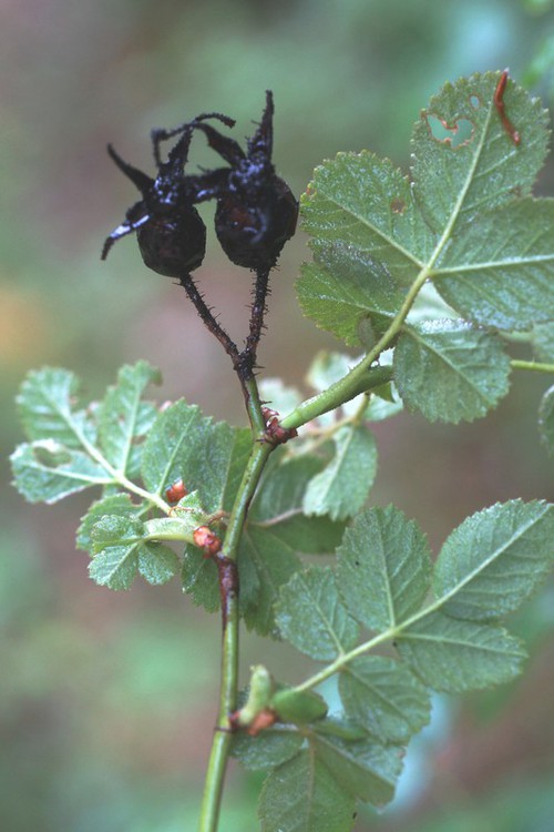 fruit