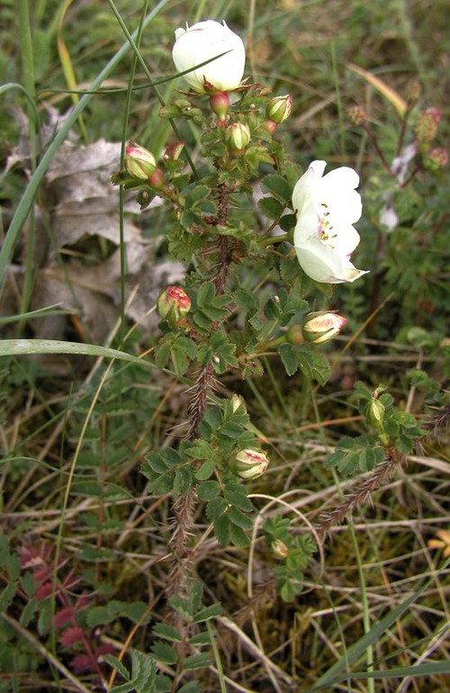 Plante entière