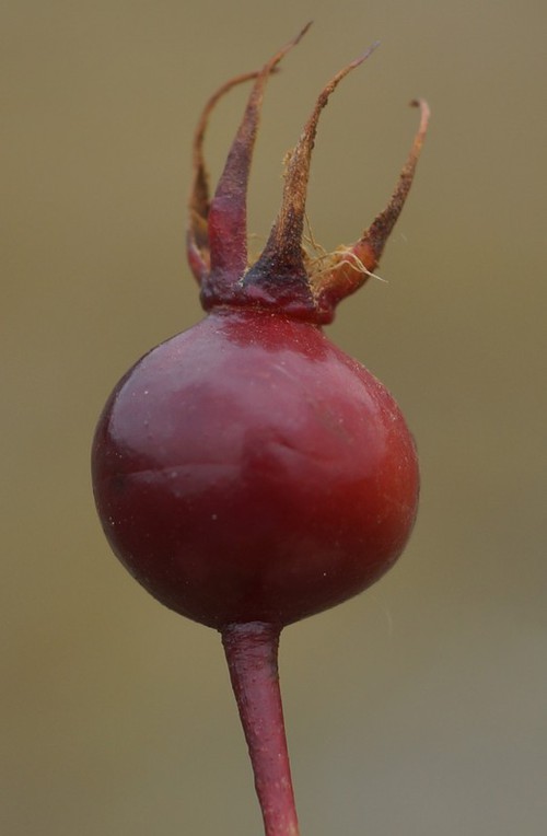 détail fruit