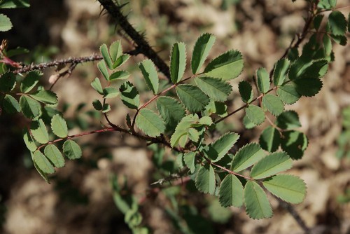 feuille