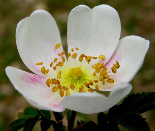 fleur