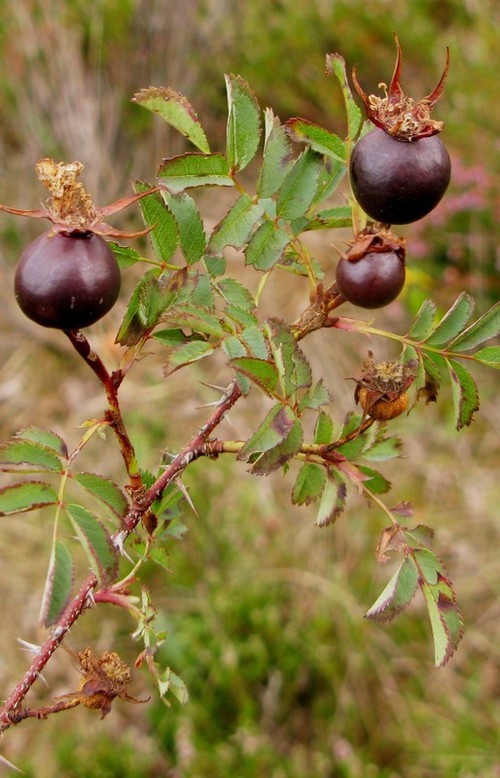 fruit