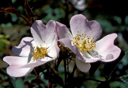 Rosa stylosa