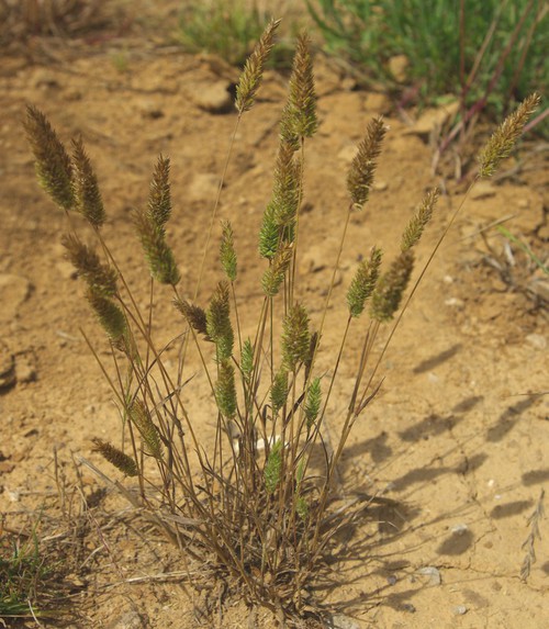 Plante entière