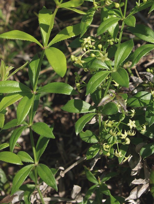 Rubia peregrina