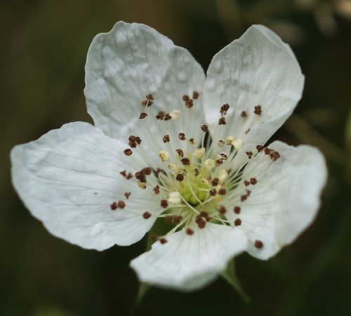 détail fleur