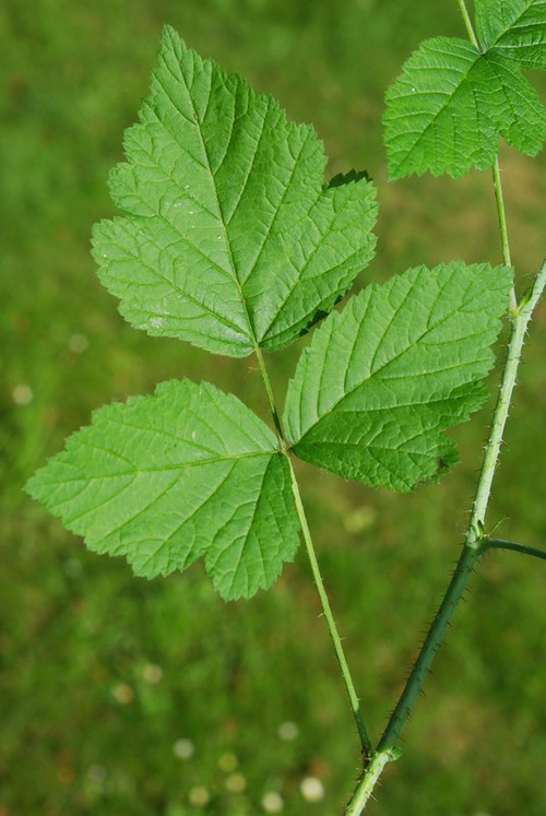 feuille