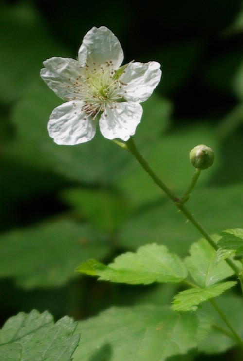 fleur