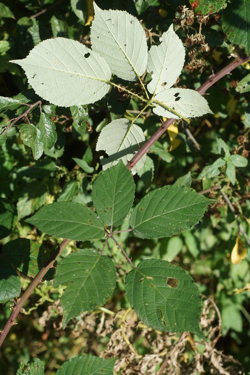 feuille