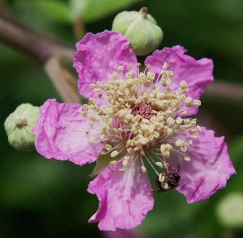 fleur